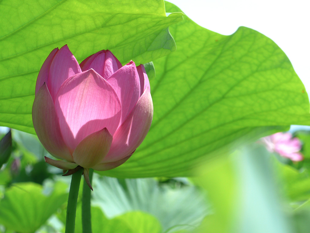 花の咲く音 花の咲く音
