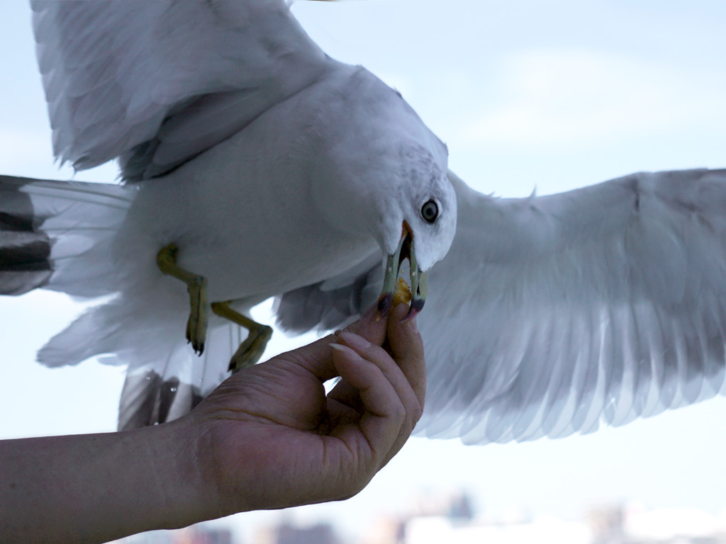 black-tailed gull