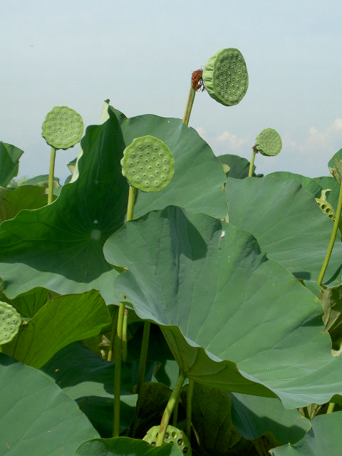 花が見たかった 花が見たかった